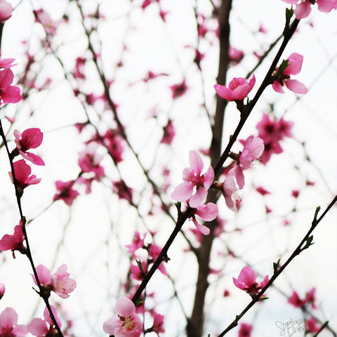 Cherry Blossoms II Black Modern Wood Framed Art Print by Dicks, Stephanie