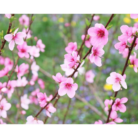 Cherry Blossoms III White Modern Wood Framed Art Print by Dicks, Stephanie