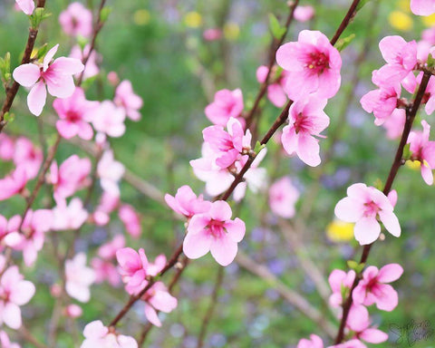 Cherry Blossoms III White Modern Wood Framed Art Print with Double Matting by Dicks, Stephanie