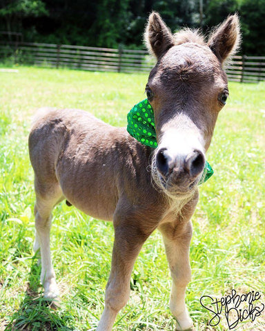 Mini Horse I White Modern Wood Framed Art Print with Double Matting by Dicks, Stephanie