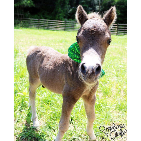 Mini Horse I White Modern Wood Framed Art Print by Dicks, Stephanie