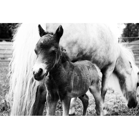 Mini Horse II White Modern Wood Framed Art Print by Dicks, Stephanie