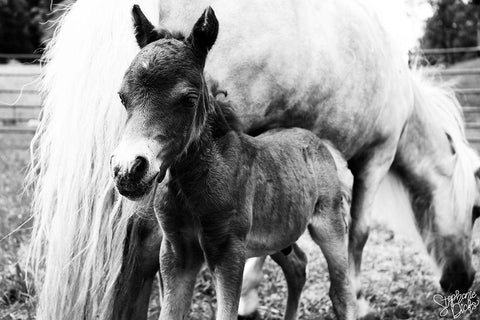 Mini Horse II Black Ornate Wood Framed Art Print with Double Matting by Dicks, Stephanie