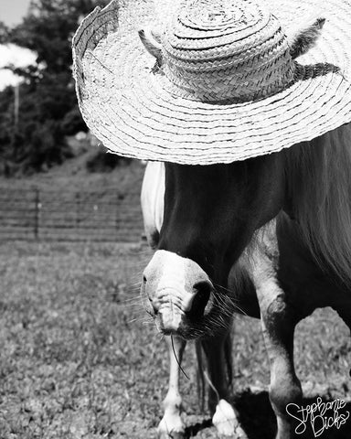 Mini Horse IV White Modern Wood Framed Art Print with Double Matting by Dicks, Stephanie