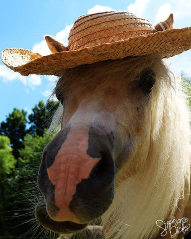 Mini Horse V Black Ornate Wood Framed Art Print with Double Matting by Dicks, Stephanie