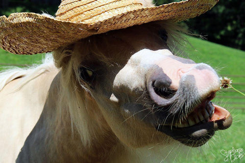 Mini Horse VI White Modern Wood Framed Art Print with Double Matting by Dicks, Stephanie