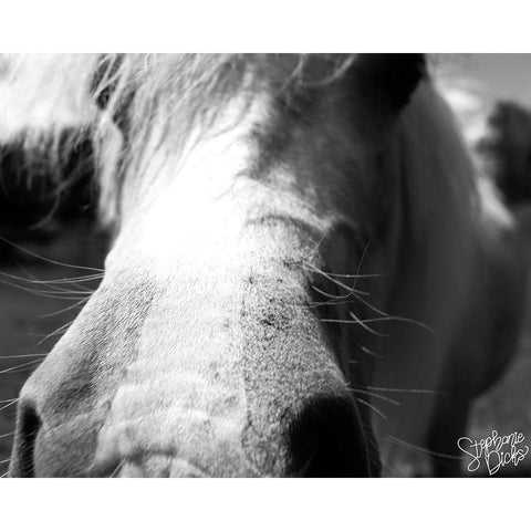 Mini Horse VIII White Modern Wood Framed Art Print by Dicks, Stephanie