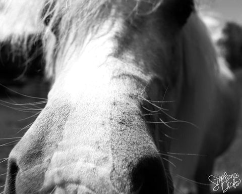 Mini Horse VIII White Modern Wood Framed Art Print with Double Matting by Dicks, Stephanie