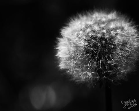 Dandelion White Modern Wood Framed Art Print with Double Matting by Dicks, Stephanie