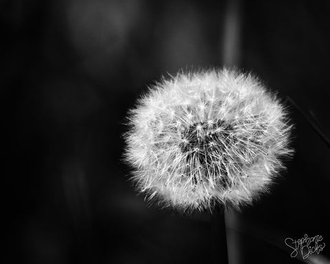 Dandelion II White Modern Wood Framed Art Print with Double Matting by Dicks, Stephanie
