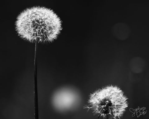 Dandelion III White Modern Wood Framed Art Print with Double Matting by Dicks, Stephanie