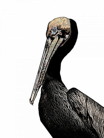 Brown Pelican White Modern Wood Framed Art Print with Double Matting by Ogren, Sarah