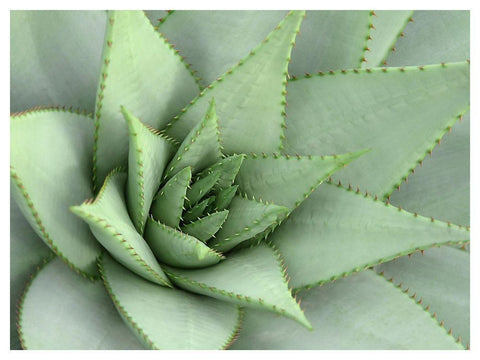 Pointed Cactus White Modern Wood Framed Art Print with Double Matting by Robinson, Tamara