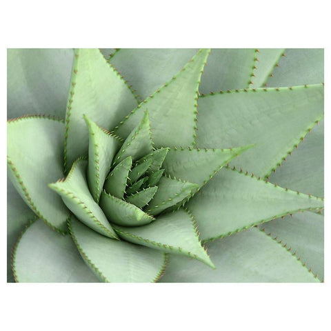 Pointed Cactus Gold Ornate Wood Framed Art Print with Double Matting by Robinson, Tamara