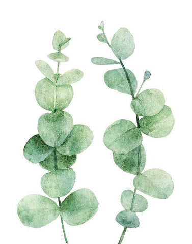 Eucalyptus White Modern Wood Framed Art Print with Double Matting by Robinson, Tamara