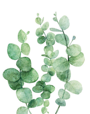 Eucalyptus III Black Ornate Wood Framed Art Print with Double Matting by Robinson, Tamara