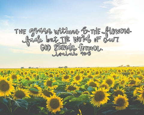 Flowers Fade White Modern Wood Framed Art Print with Double Matting by Wieners, Valerie