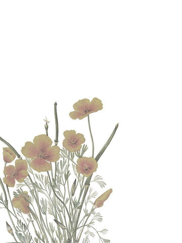 Wildflowers II White Modern Wood Framed Art Print with Double Matting by Wieners, Valerie