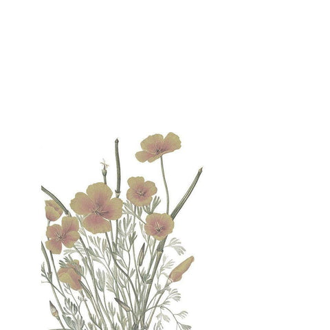 Wildflowers II Black Modern Wood Framed Art Print by Wieners, Valerie