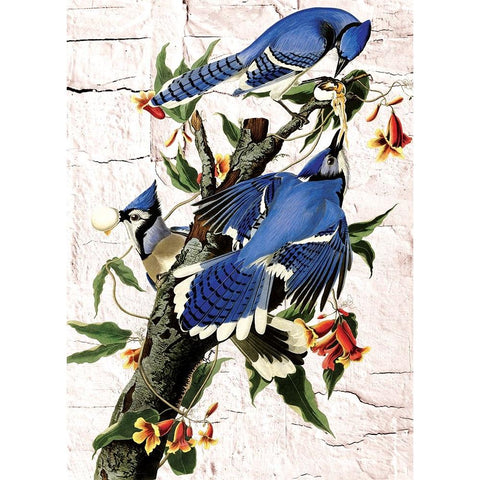 Blue Jays White Modern Wood Framed Art Print by Burney, Yvonne Coleman