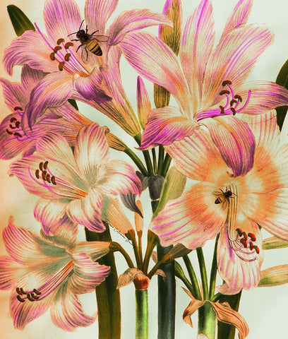 Morning Glory Black Modern Wood Framed Art Print by Burney, Yvonne Coleman