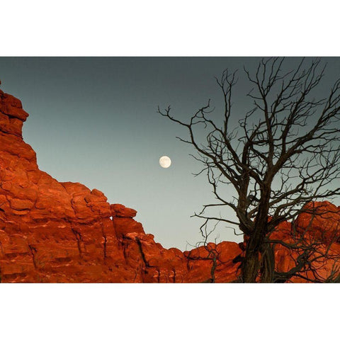 Full Moon White Modern Wood Framed Art Print by Yellow Cafe