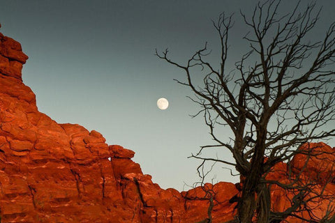 Full Moon Black Ornate Wood Framed Art Print with Double Matting by Yellow Cafe