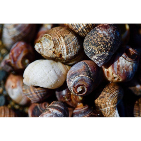 Shells White Modern Wood Framed Art Print by Yellow Cafe