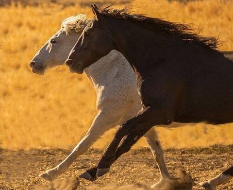 Horse Race Black Ornate Wood Framed Art Print with Double Matting by Yellow Cafe