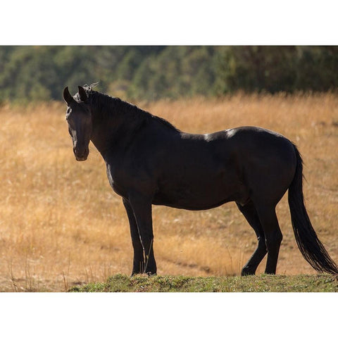 Black Beauty Black Modern Wood Framed Art Print by Yellow Cafe