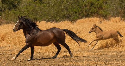 Amante and Amber White Modern Wood Framed Art Print with Double Matting by Yellow Cafe