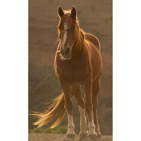 Blowing in the Wind Black Modern Wood Framed Art Print with Double Matting by Yellow Cafe