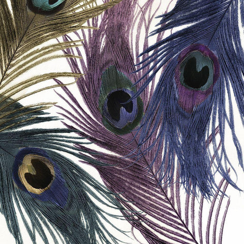 Feather Frenzy Black Ornate Wood Framed Art Print with Double Matting by Sommers, Mindy