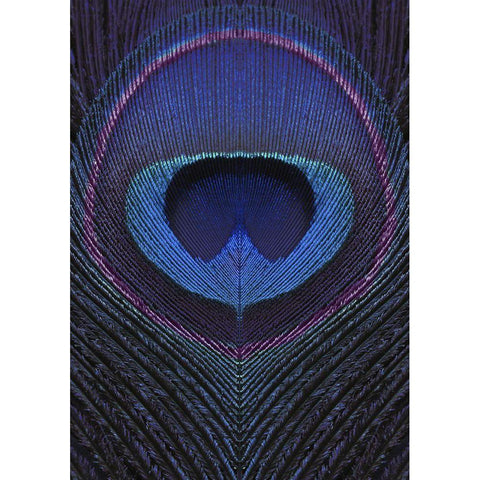 Peacock Feather Portrait White Modern Wood Framed Art Print by Sommers, Mindy