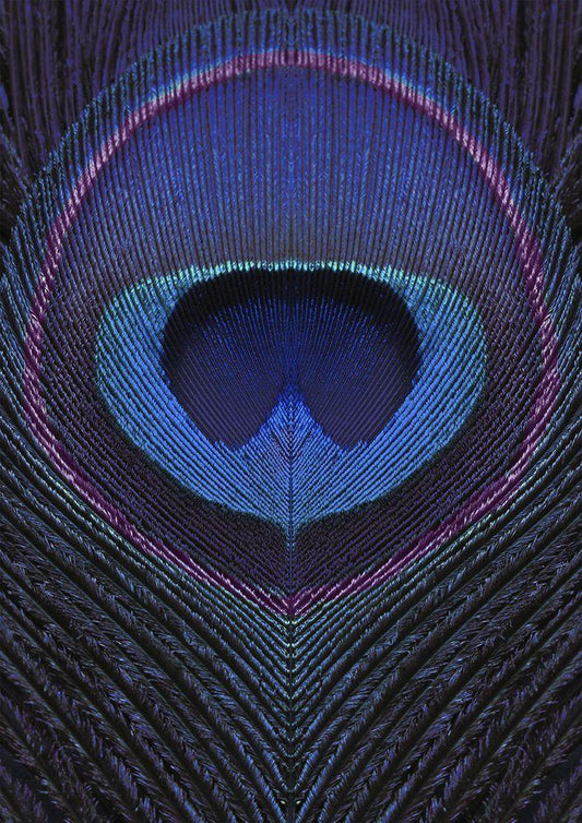Image Only