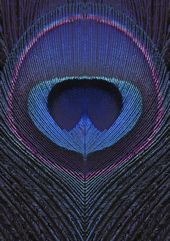 Peacock Feather Portrait White Modern Wood Framed Art Print with Double Matting by Sommers, Mindy