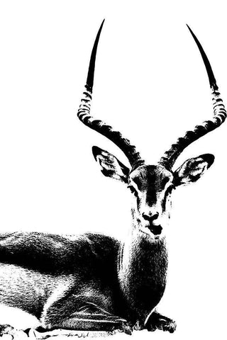 Antelope  White Modern Wood Framed Art Print with Double Matting by Sommers, Mindy