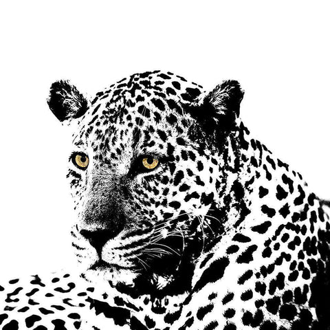 Spotted Leopard White Modern Wood Framed Art Print by Sommers, Mindy