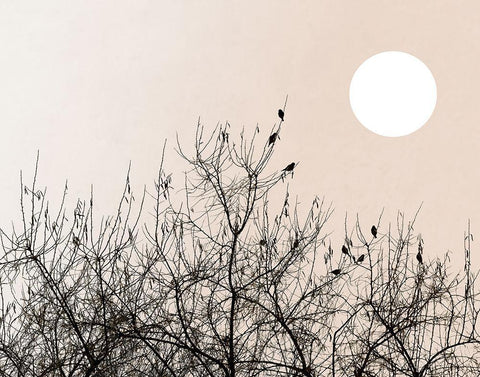 Twilight Ravens White Modern Wood Framed Art Print with Double Matting by Sommers, Mindy