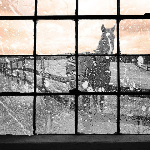 Rainy Day Horse Black Modern Wood Framed Art Print with Double Matting by Sommers, Mindy