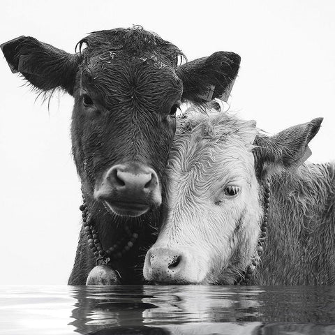 Sipping Pool Black Ornate Wood Framed Art Print with Double Matting by Sommers, Mindy