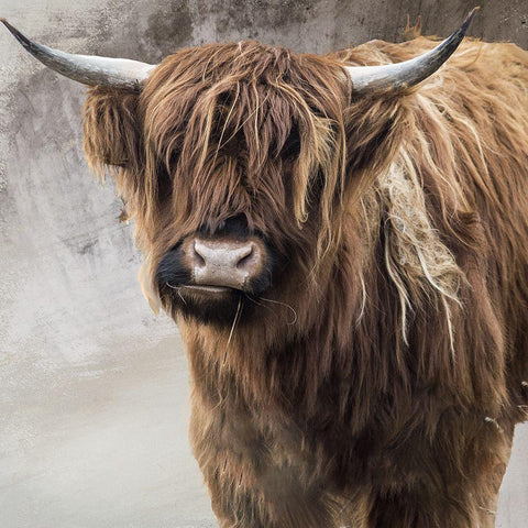 Highland Cow Black Modern Wood Framed Art Print with Double Matting by Sommers, Mindy