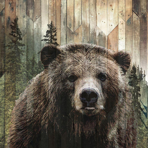 Forest Bear White Modern Wood Framed Art Print with Double Matting by Sommers, Mindy