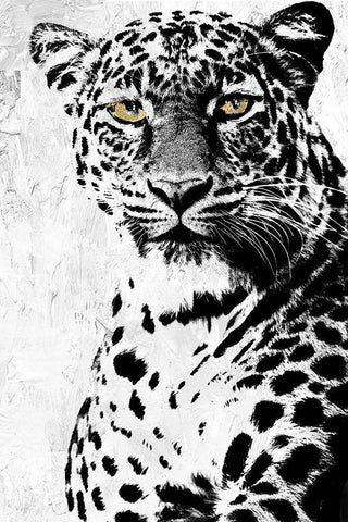 Big Cat White Modern Wood Framed Art Print with Double Matting by Sommers, Mindy
