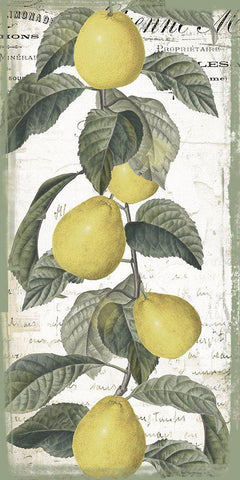 Citron I Black Ornate Wood Framed Art Print with Double Matting by Sommers, Mindy