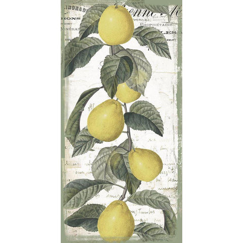 Citron I Black Modern Wood Framed Art Print with Double Matting by Sommers, Mindy