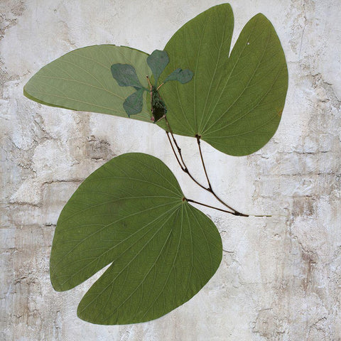 Herbarium Black Modern Wood Framed Art Print with Double Matting by Sommers, Mindy