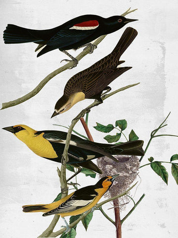 Birds White Modern Wood Framed Art Print with Double Matting by Sommers, Mindy