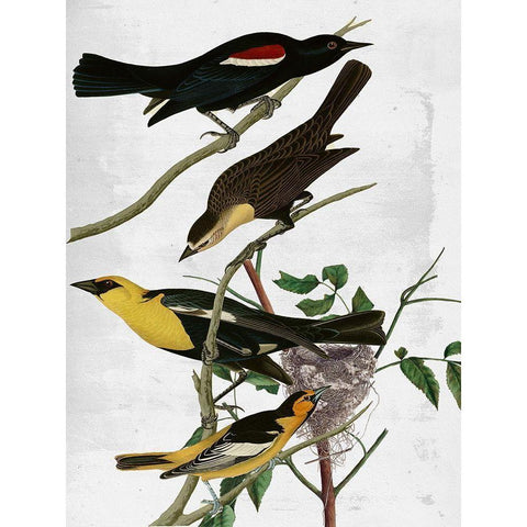 Birds Black Modern Wood Framed Art Print by Sommers, Mindy