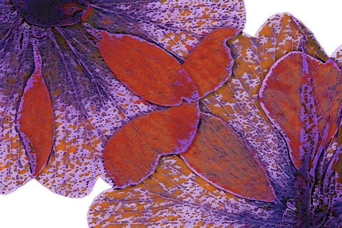 Painted Leaves Black Ornate Wood Framed Art Print with Double Matting by Sommers, Mindy